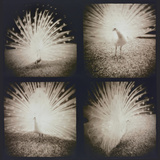 White Peacock Four times Photographie par Theo Westenberger