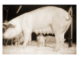 Pig and Five Piglets Photographic Print by Theo Westenberger