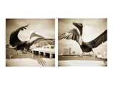 Pelicans St Petersburg, 1 Photographic Print by Theo Westenberger