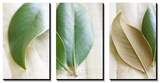 Leaves and Muslin Triptych Affiches