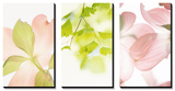 Pink Dogwood Triptych Prints
