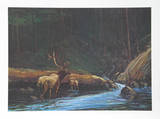 The Old Bull Limited Edition by Bill Elliot