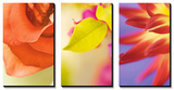 Exotic Floral Triptych Print