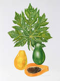 Papaya Edición limitada por Marion Sheehan Papaya Edición limitada por Marion Sheehan
