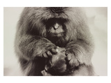 Snow Monkey Japan Photographic Print by Theo Westenberger