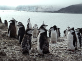 Chinstrap Penguins on the Shore, Hannah Point, Antarctica, Polar Regions Photographic Print by Ethel Davies