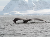 Humpback Whale Rising Out of the Sea, Antarctica, Polar Regions Photographic Print by Ethel Davies
