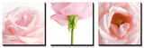 Pink Rose Triptych Prints