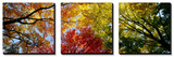 Arbres aux couleurs automnales, vus de dessous Posters par Panoramic Images 