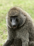 Olive Baboon (Papio Anubis), Masai Mara, Kenya, East Africa, Africa Photographic Print by Sergio Pitamitz