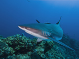 Caribbean Reef Shark (Carcharhinus Perezii), Roatan, Bay Islands, Honduras, Caribbean Photographic Print by Antonio Busiello