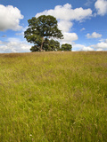 Summer Tree and Long Grass at Jacob Smith Park Knaresborough, North Yorkshire, Yorkshire, England Photographic Print by Mark Sunderland