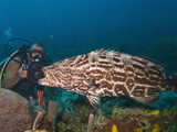 Diver Filming Black Grouper (Mycteroperca Bonaci)), Roatan, Bay Islands, Honduras, Caribbean Photographic Print by Antonio Busiello