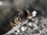 Winged Pipefish (Halicmapus Macrorhynchus), Sulawesi, Indonesia, Southeast Asia, Asia Photographic Print by Lisa Collins