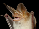 Pallid Bat (Antrozous Pallidus) in Captivity, Hidalgo County, New Mexico, USA, North America Photographic Print by James Hager