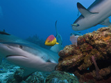 Caribbean Reef Shark (Carcharhinus Perezii) and Coral Reef Fish, Roatan, Bay Islands, Honduras Photographic Print by Antonio Busiello