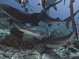 Caribbean Reef Shark (Carcharhinus Perezii) During Feeding Frenzy, Roatan, Bay Islands, Honduras Photographic Print by Antonio Busiello