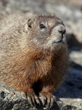 Yellow-Bellied Marmot (Marmota Flaviventris), Shoshone Nat'l Forest, Wyoming, USA Photographic Print by James Hager