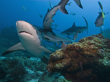 Caribbean Reef Shark (Carcharhinus Perezii), Roatan, Bay Islands, Honduras, Caribbean Photographic Print by Antonio Busiello