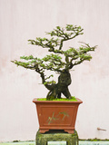 Close-Up of a Bonzai Tree at Thien Mu Pagoda, Hue, Vietnam, Indochina, Southeast Asia, Asia Photographic Print by Matthew Williams-Ellis