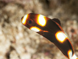Juvenile Oriental Sweetlips (Plectorhinchus Vittatus), Sulawesi, Indonesia, Southeast Asia, Asia Photographic Print by Lisa Collins