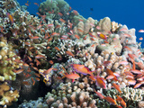 Reef with Male and Female Redfin Anthias (Pseudanthias Dispar), Sulawesi, Indonesia, Southeast Asia Photographic Print by Lisa Collins
