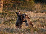 Two Sub-Adult Grizzly Bears (Ursus Arctos Horribilis), Glacier National Park, Montana, USA Photographic Print by James Hager