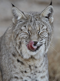 Bobcat (Lynx Rufus) with its Tongue Out, Living Desert Zoo and Gardens State Park, New Mexico, USA Photographic Print by James Hager