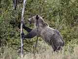 Grizzly Bear (Ursus Arctos Horribilis) Pushing over a Dead Tree, Glacier Nat'l Park, Montana, USA Photographic Print by James Hager