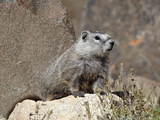 Young Grayish Yellow-Bellied Marmot (Marmota Flaviventris), Shoshone Nat'l Forest, Wyoming, USA Photographic Print by James Hager