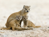 Yellow Mongoose (Cynictis Penicillata) with Young, Kgalagadi Transfrontier Park, South Africa Photographic Print by Ann & Steve Toon