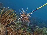 Spearfishing Lionfish (Pterois Volitans), Roatan, Bay Islands, Honduras, Caribbean, Central America Photographic Print by Antonio Busiello