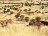 Terrain Surrounding Twyfelfontein Rock Art Site, Damaraland, Southern Kaokoveld Wilderness, Namibia Photographie par Kim Walker