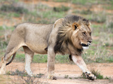 Lion (Panthera Leo), Kgalagadi Transfrontier Park, Northern Cape, South Africa, Africa Photographic Print by Ann & Steve Toon