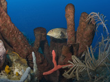Tiger Grouper (Mycteroperca Tigris), Roatan, Bay Islands, Honduras, Caribbean, Central America Photographic Print by Antonio Busiello