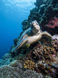 Green Turtle (Chelonia Mydas), Sulawesi, Indonesia, Southeast Asia, Asia Photographic Print by Lisa Collins