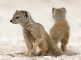 Yellow Mongoose (Cynictis Penicillata) Subadults at Den, Kgalagadi Transfrontier Park, South Africa Photographic Print by Ann & Steve Toon