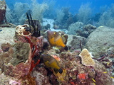 White Spotted Filefish (Cantherhines Macrocerus), St Lucia, West Indies, Caribbean, Central America Photographic Print by Lisa Collins
