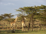 Giraffe (Giraffa Camelopardalis), Masai Mara, Kenya, East Africa, Africa Photographic Print by Sergio Pitamitz