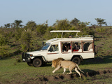 Lion (Panthera Leo) and Safari Vehicle, Masai Mara, Kenya, East Africa, Africa Photographic Print by Sergio Pitamitz