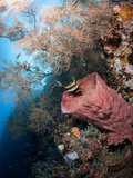 Reef with Azure Vase Sponge and Pennant Bannerfish (Heniochus Chrysostomus), Sulawesi, Indonesia Photographic Print by Lisa Collins