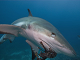 Caribbean Reef Shark (Carcharhinus Perezii) Eating Lionfish (Pterois Volitans), Roatan, Honduras Photographic Print by Antonio Busiello