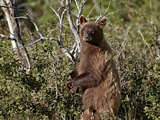 Cinnamon Black Bear (Ursus Americanus) Sow and Cub of the Year, Glacier National Park, Montana, USA Photographic Print by James Hager