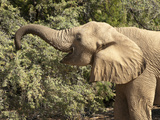 Desert Elephant (Loxodonta Africana), Endemic to Namibia, Kaokoveld, Namibia Photographic Print by Kim Walker