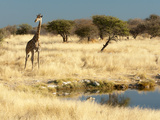 Giraffe (Giraffa Camelopardis) at Water Hole, World's Tallest Animal, Etosha National Park, Namibia Photographic Print by Kim Walker