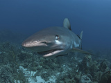 Caribbean Reef Shark (Carcharhinus Perezii) Showing Nictitating Membrane, Roatan, Honduras Photographic Print by Antonio Busiello