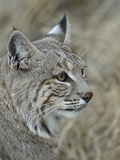 Bobcat (Lynx Rufus), Living Desert Zoo and Gardens State Park, New Mexico, USA, North America Photographic Print by James Hager