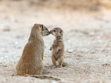 Yellow Mongoose (Cynictis Penicillata) with Young, Kgalagadi Transfrontier Park, South Africa Photographic Print by Ann & Steve Toon