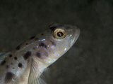 Spotted Shrimp Goby (Amblyeleotris Guttata), Sulawesi, Indonesia, Southeast Asia, Asia Photographic Print by Lisa Collins