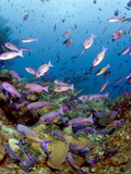 School of Creole Wrasse (Clepticus Parrae), St. Lucia, West Indies, Caribbean, Central America Photographic Print by Lisa Collins